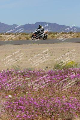 media/Mar-12-2023-SoCal Trackdays (Sun) [[d4c8249724]]/Turn 15 Inside Bloom (130pm)/